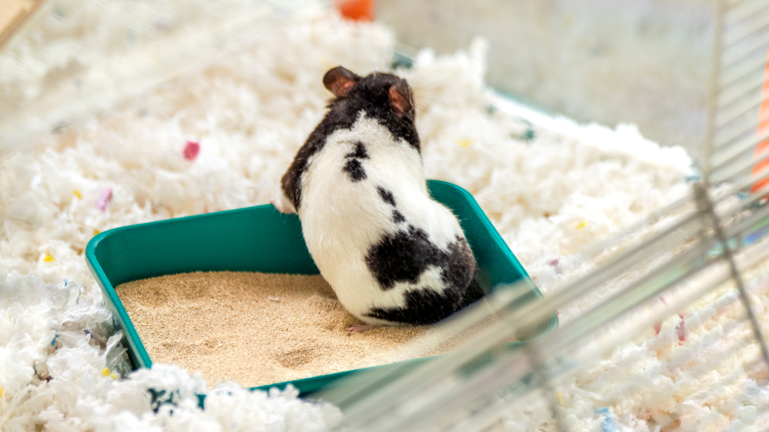 Close up of hamster inside Omlet dust bath