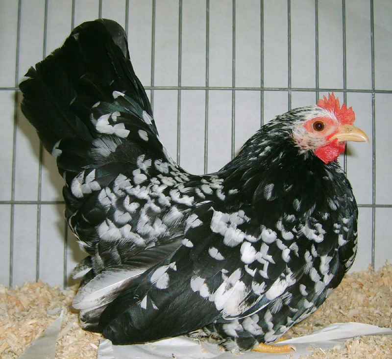 Japanese Bantam For Sale Chickens Breed Information Omlet 