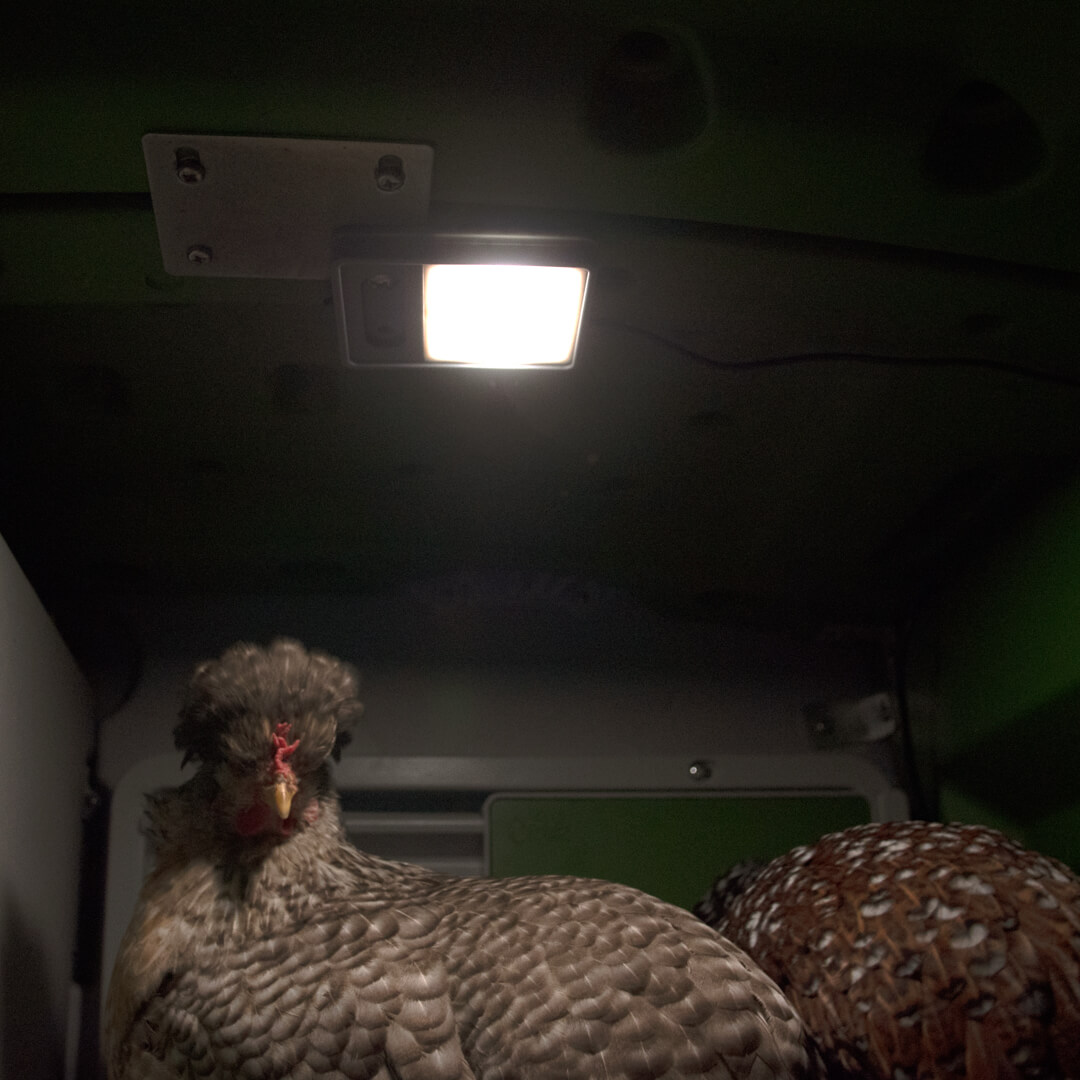 AutoCoop LayLight Chicken Coop automatic LED light w/ timer for egg la –  Incubator Warehouse