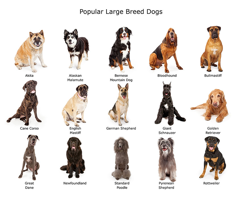Large Dog Breeds | Choosing the right dog for you | Dogs | Guide | Omlet US