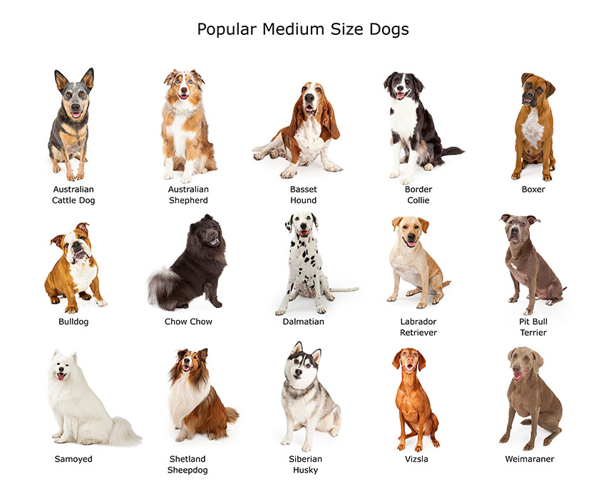 Dog Breeds Set Small And Medium Size Stock Illustration - Download