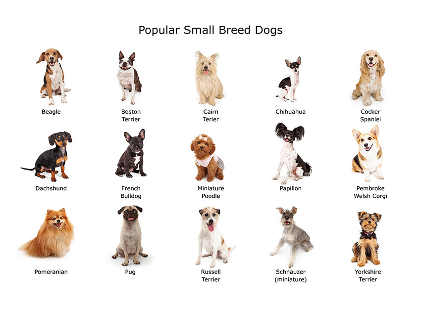 types of toy dogs