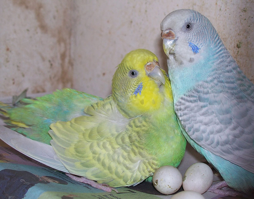 pregnant parakeets