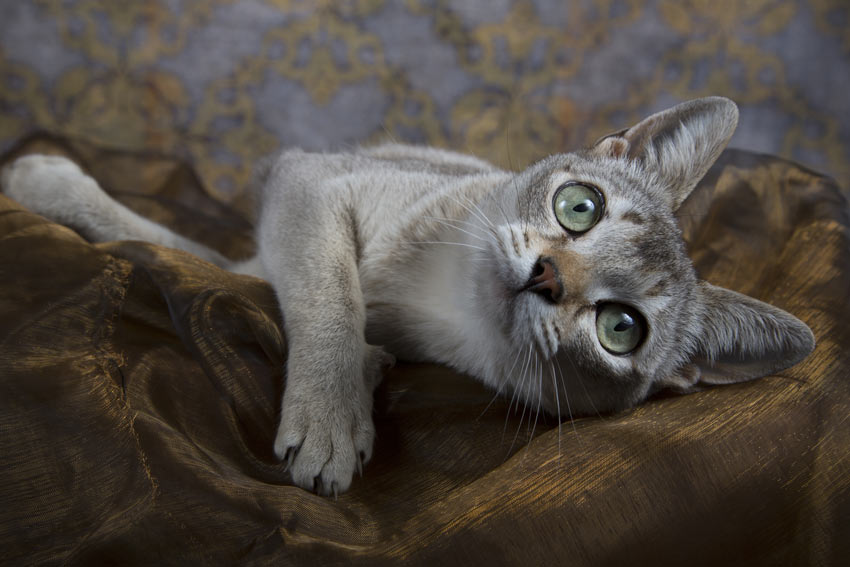 The World of Munchkin Cat Breeds | Postcard