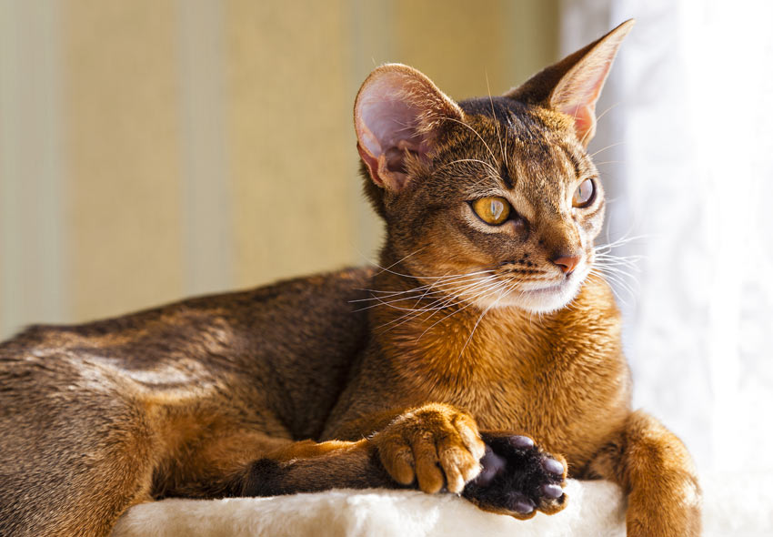 10 Best Cat Breeds for Homes with Dogs
