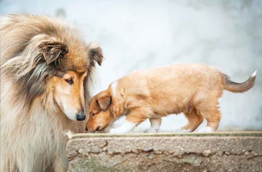how soon can puppies leave their mom