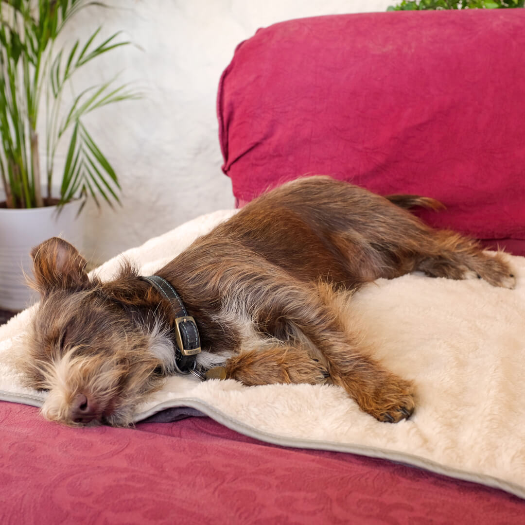 Super Soft Dog Blanket Small - Grey and Cream