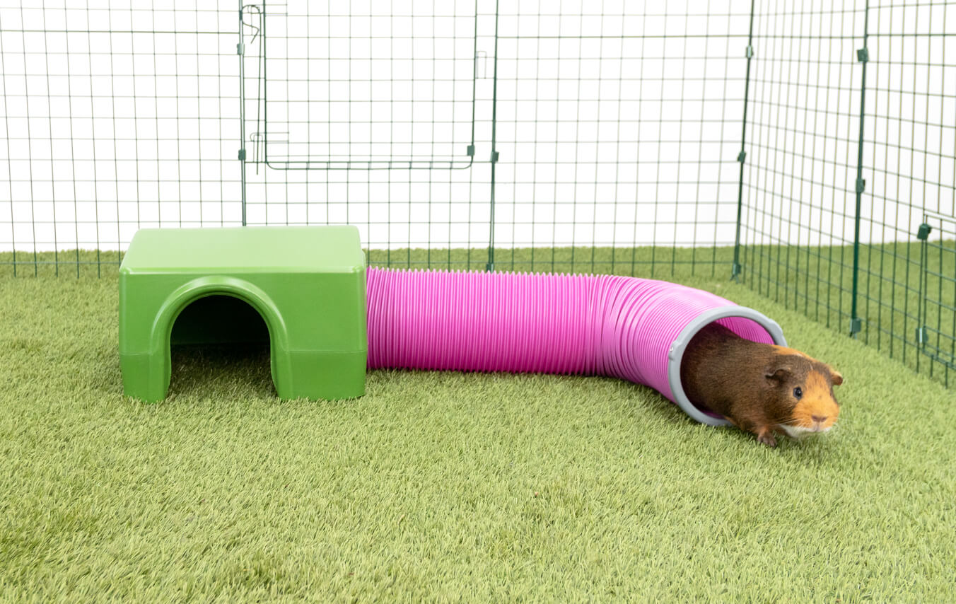 Guinea Pig Shelter | maestranzamb.cl