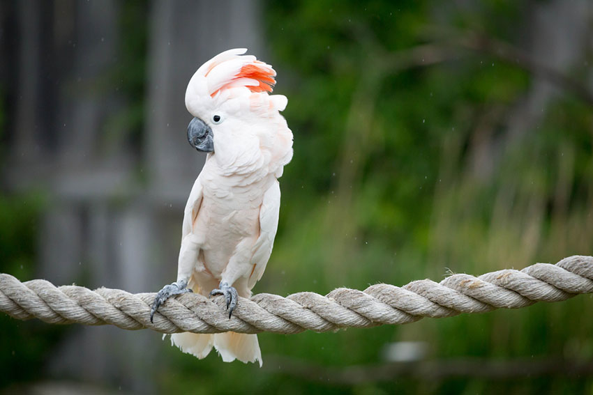 Moluccan cockatoo on rope perch