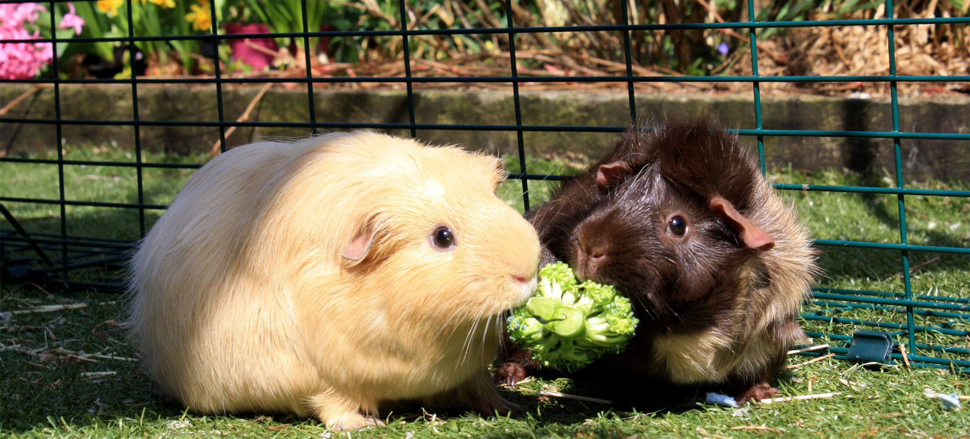 Large guinea pig run sale