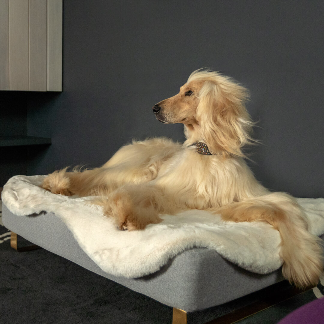 https://www.omlet.us/images/originals/Sheepskin-Topology-Memory-Foam-Dog-Bed-with-toppers-and-feet-Omlet.jpg