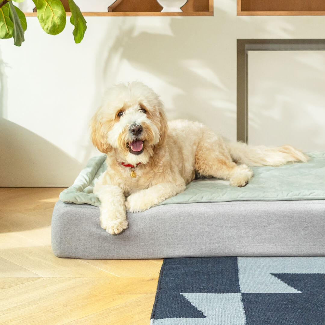 https://www.omlet.us/images/originals/Topology-quilted-memory-Foam-luxury-dog-Bed-with-toppers.jpg