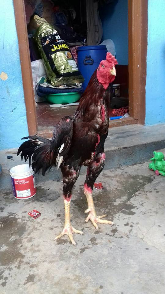 Best Fighting Rooster Breed In The World