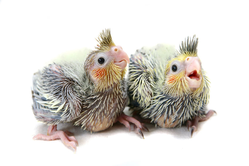 baby pet birds