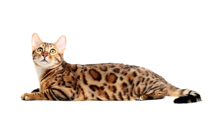 Hybrids and Lookalikes | Choosing Right Cat For | Cats | Guide