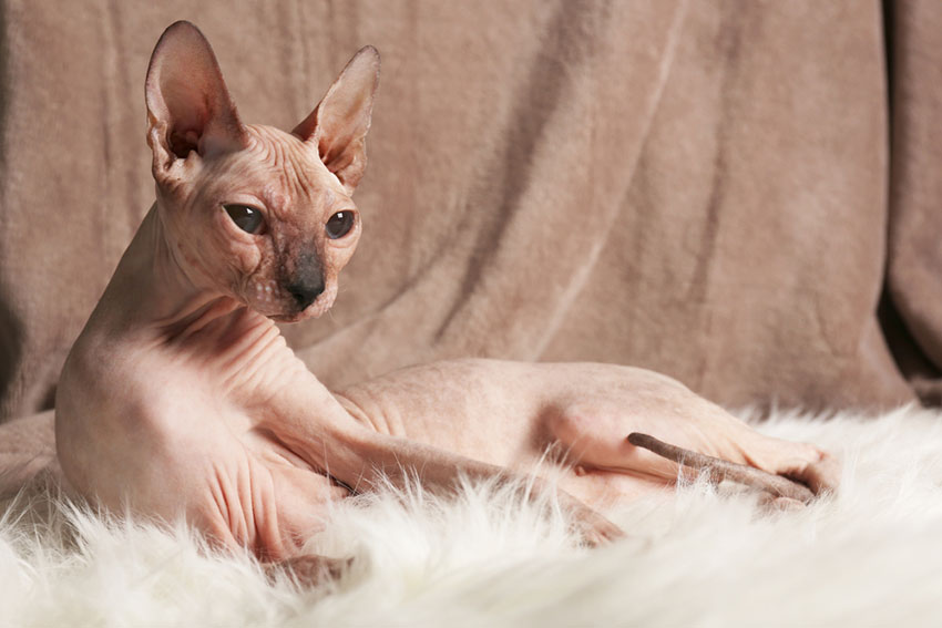 hypoallergenic cats with fur