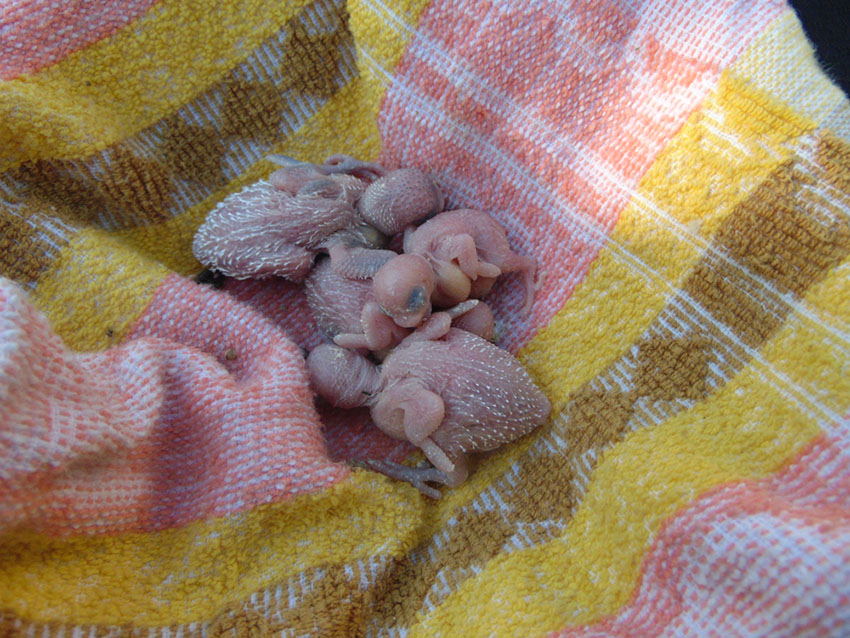 newborn baby parakeets