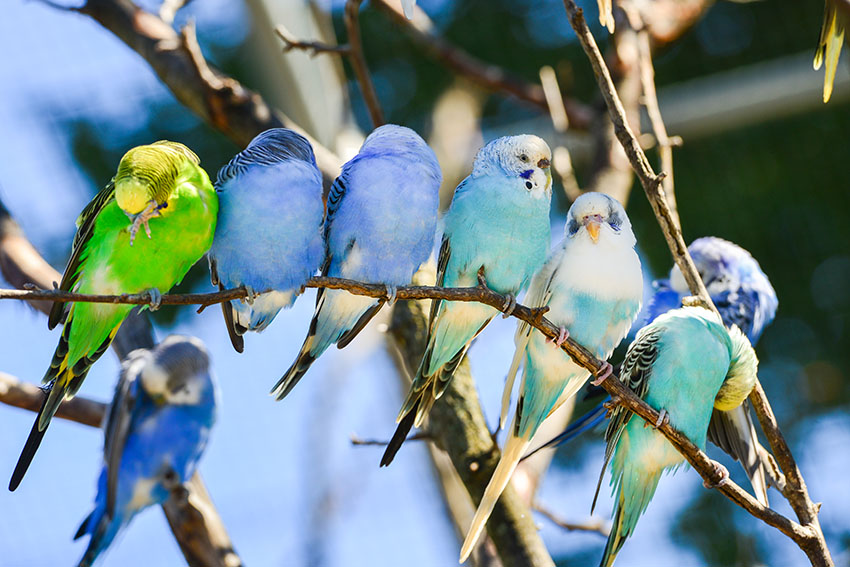 light blue parakeet