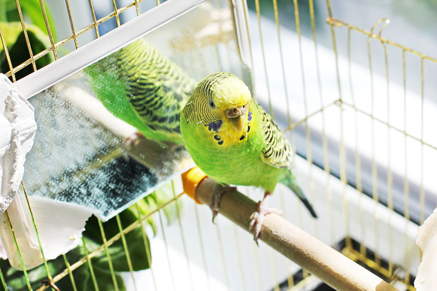 11 Ways To Incorporate Striking Parakeet Green Into Your Wardrobe