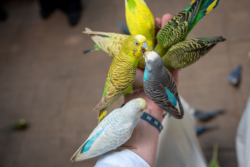 Hormonal Behavior in Parrots: How to Pet a Parrot