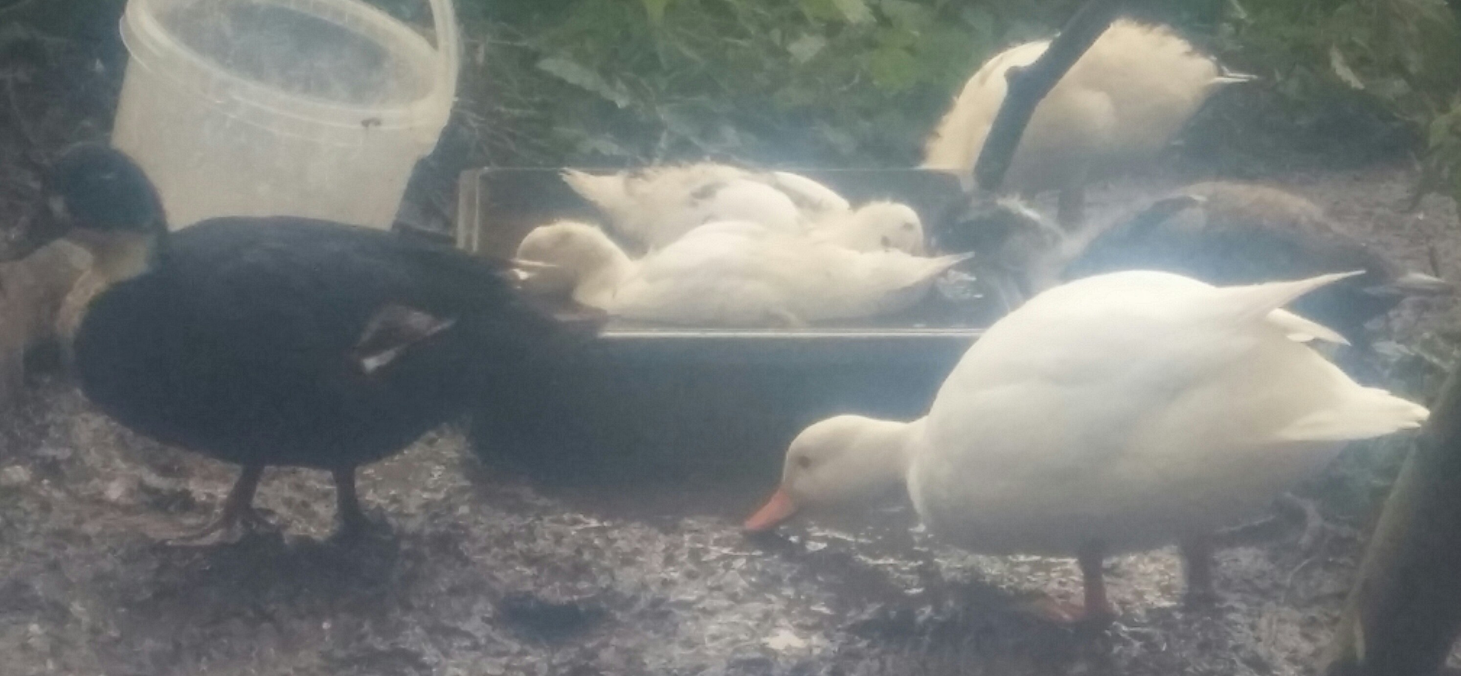Call Duck For Sale Ducks Breed Information Omlet