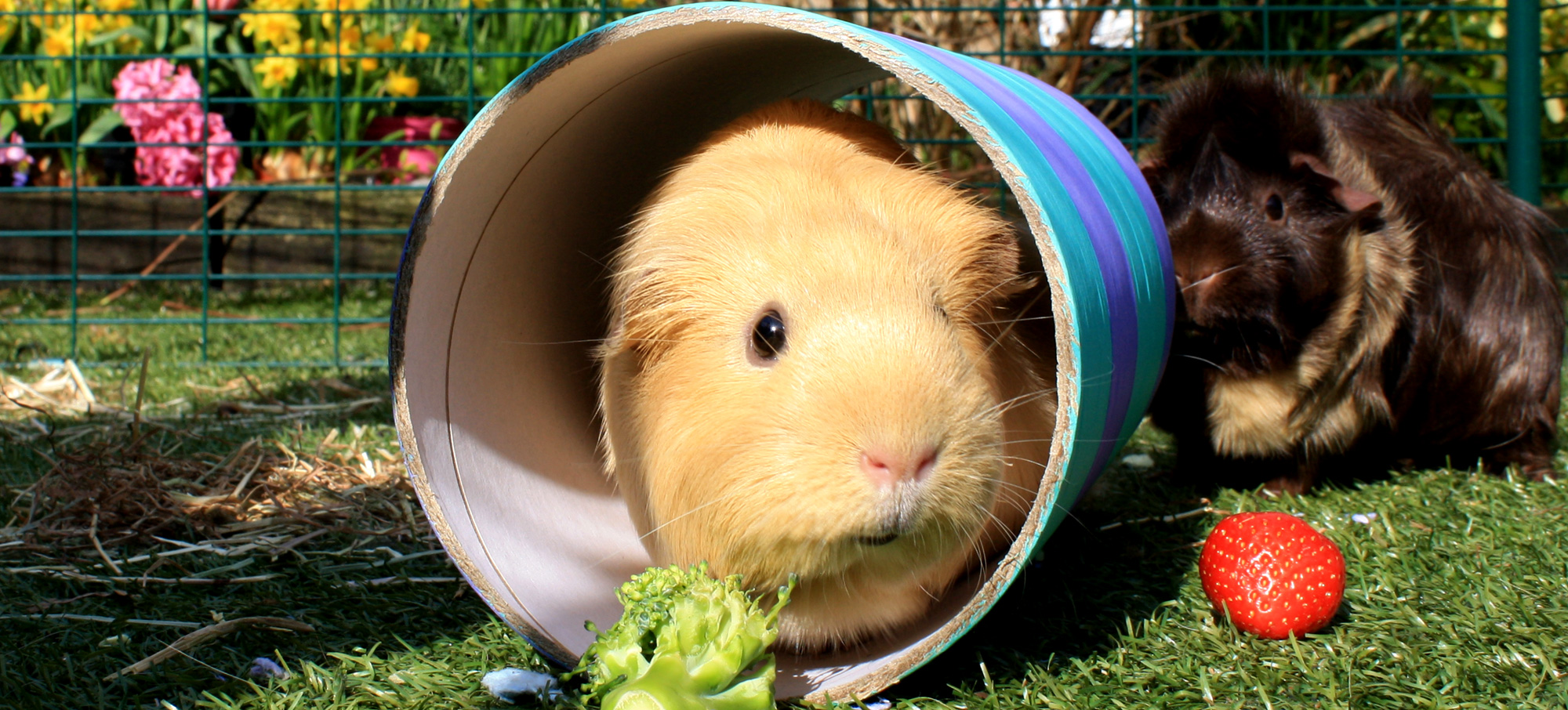guinea pig chewing on plastic house