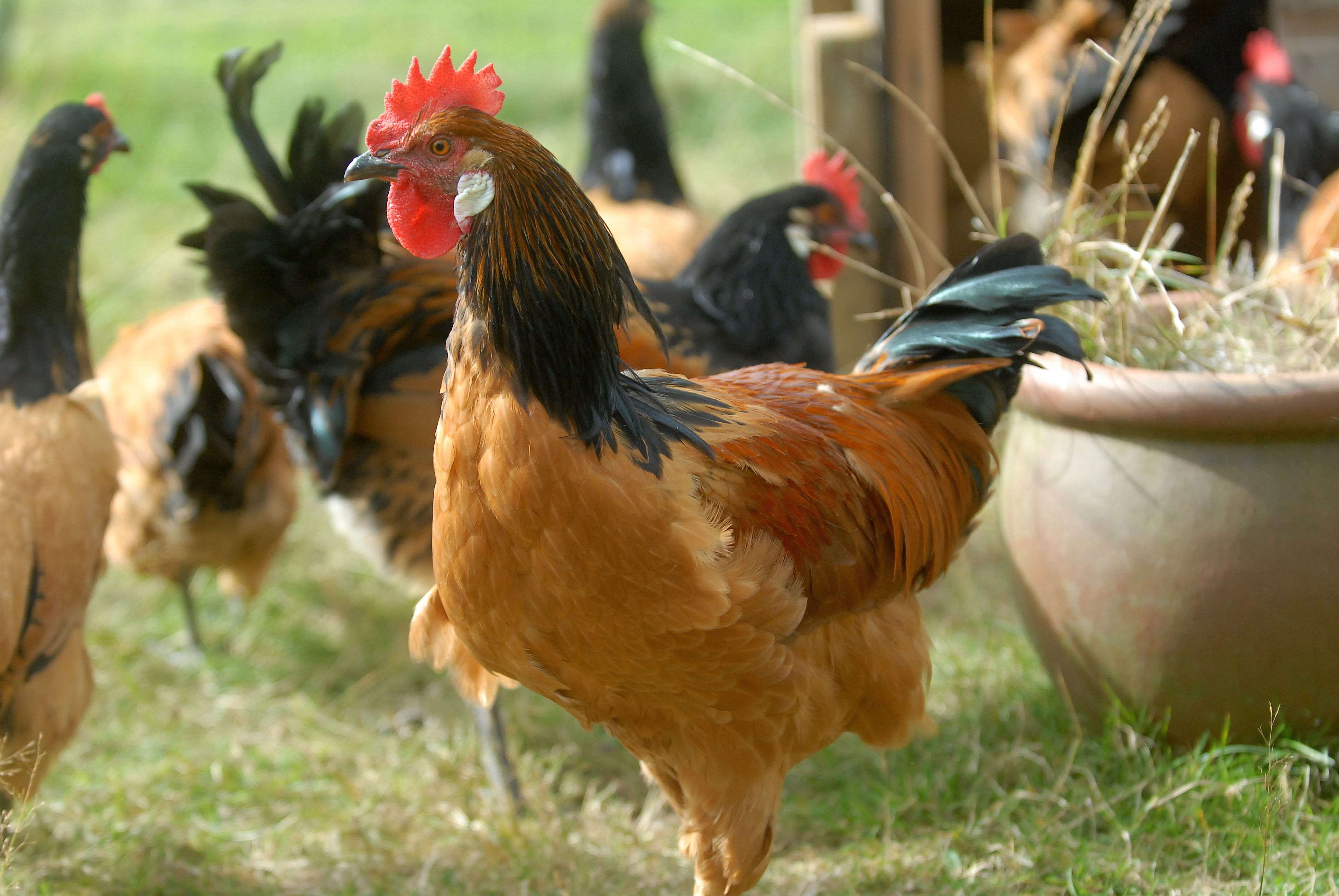 Vorwerk For Sale | Chickens | Breed Information | Omlet