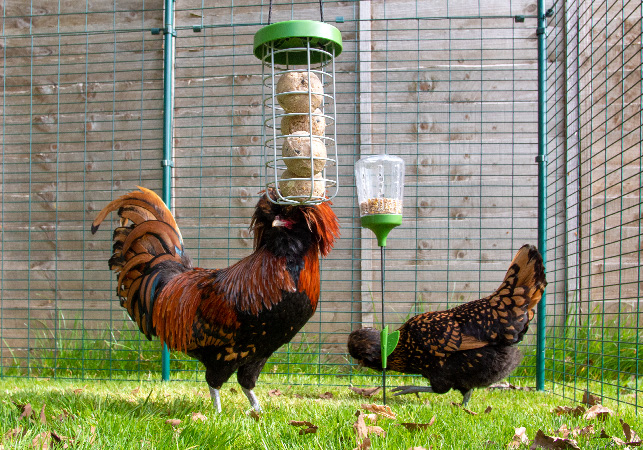 Chicken treat outlet dispenser