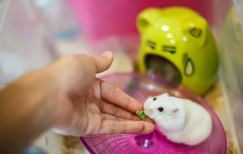 Хомяк хомячит. Feed the Hamster. Owner with Hamster.