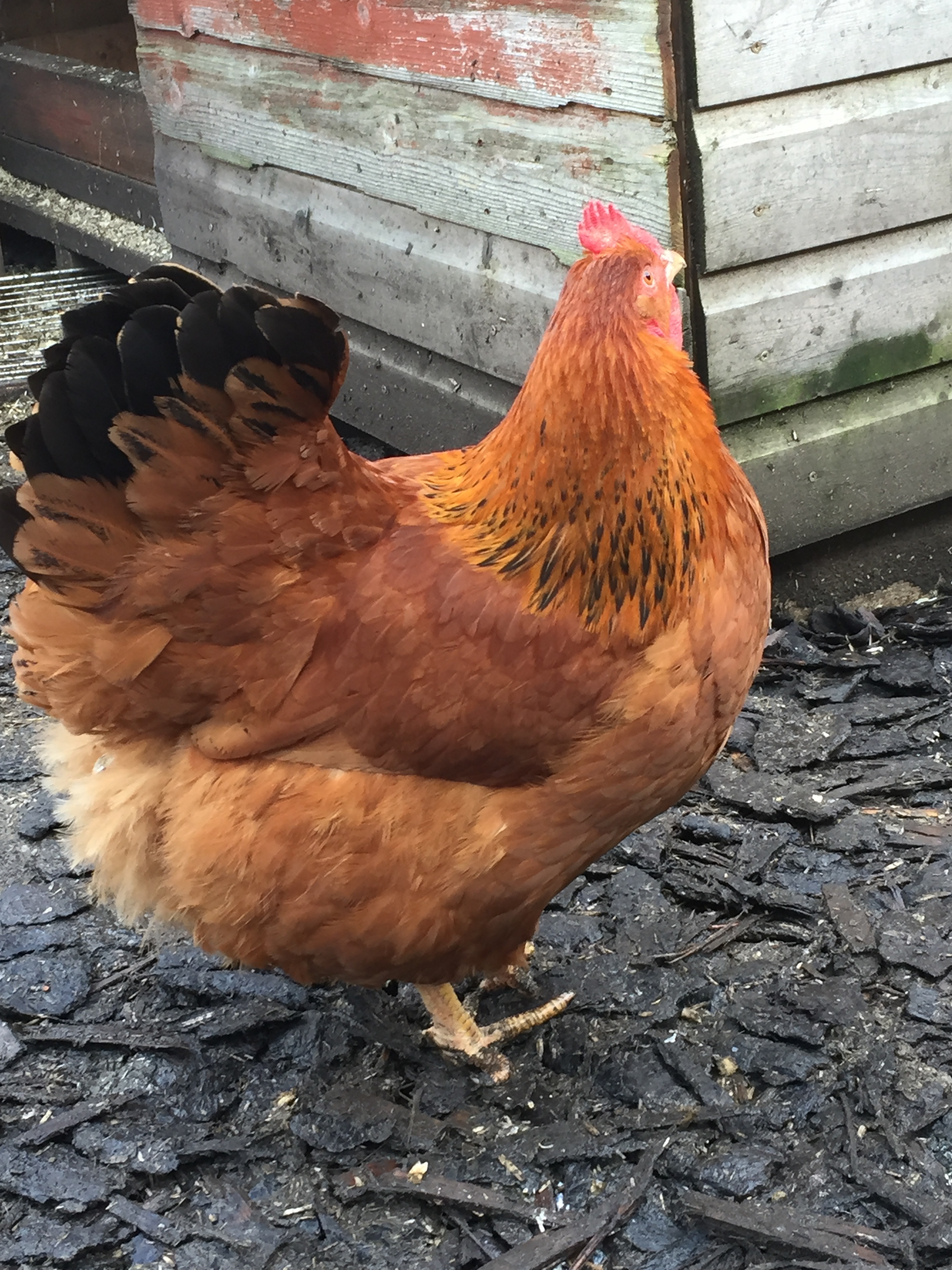 New Hampshire Red For Sale Chickens Breed Information Omlet