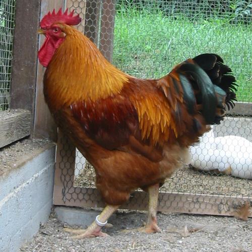 New Hampshire Red For Sale | Chickens | Breed Information | Omlet