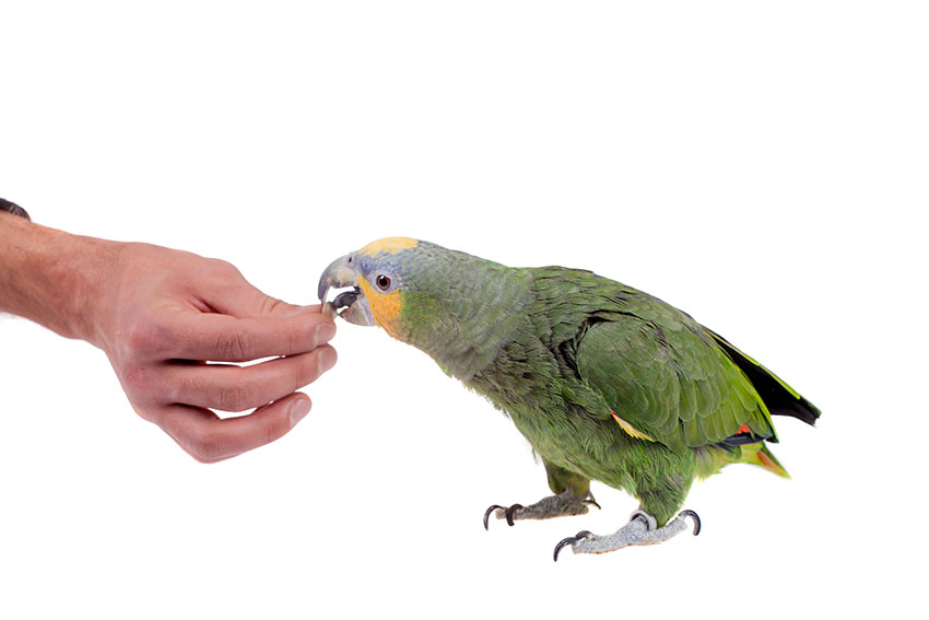 Parrot Feather Problems, Parrots and Disease, Parrots, Guide
