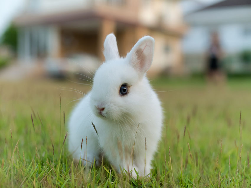 https://www.omlet.us/images/originals/rabbit_breeds_Netherlands_dwarf.jpg