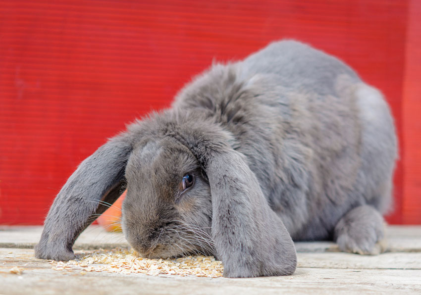 How To Clean A Rabbit's Ears, Rabbit Hygiene, Rabbits