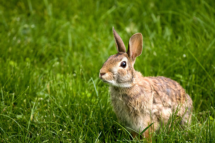 An Overview of Rabbit Fur Colors and Patterns